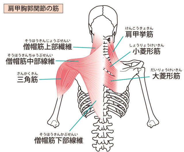 肩、背中の筋肉