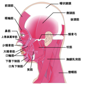 表情筋