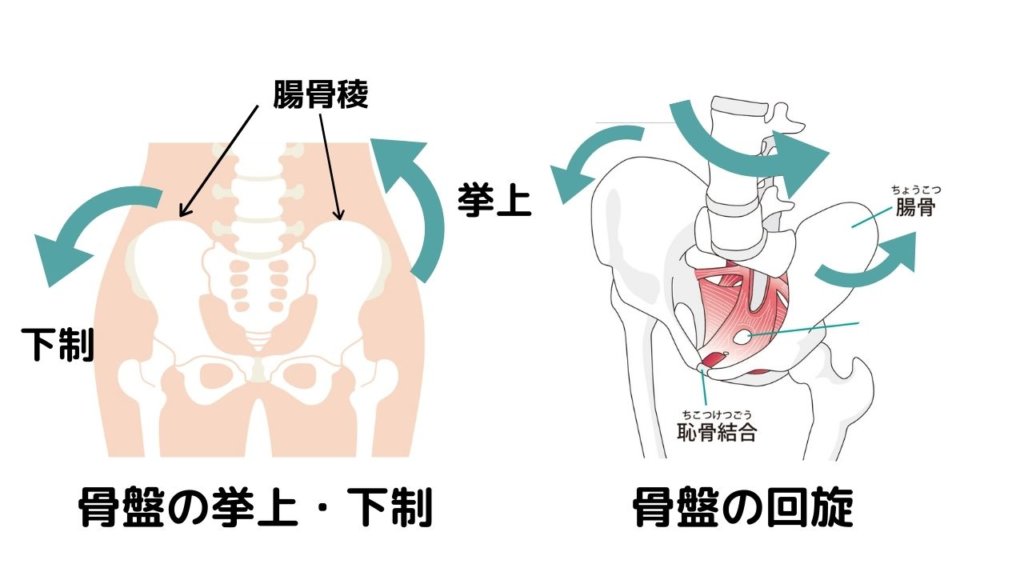 骨盤挙上・下制・回旋