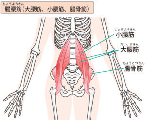 腸腰筋