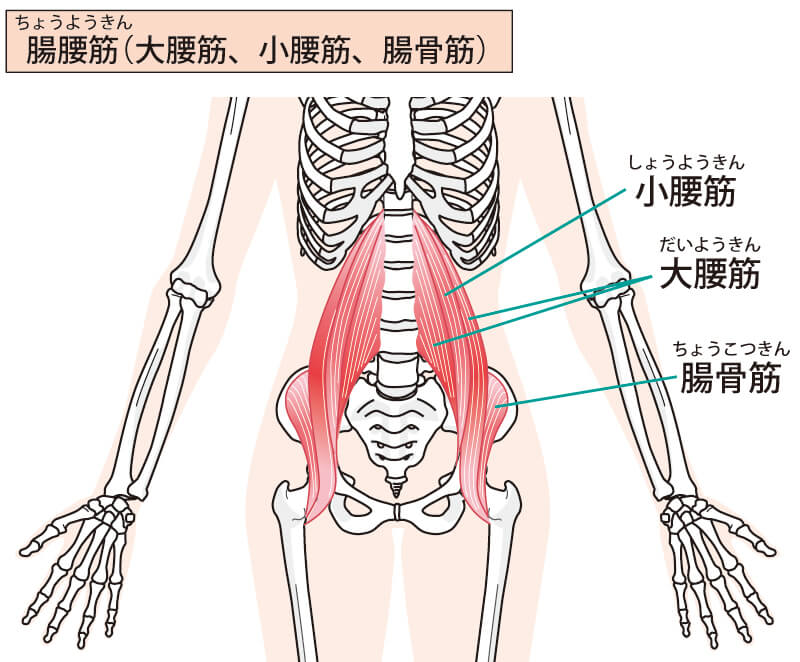 腸腰筋