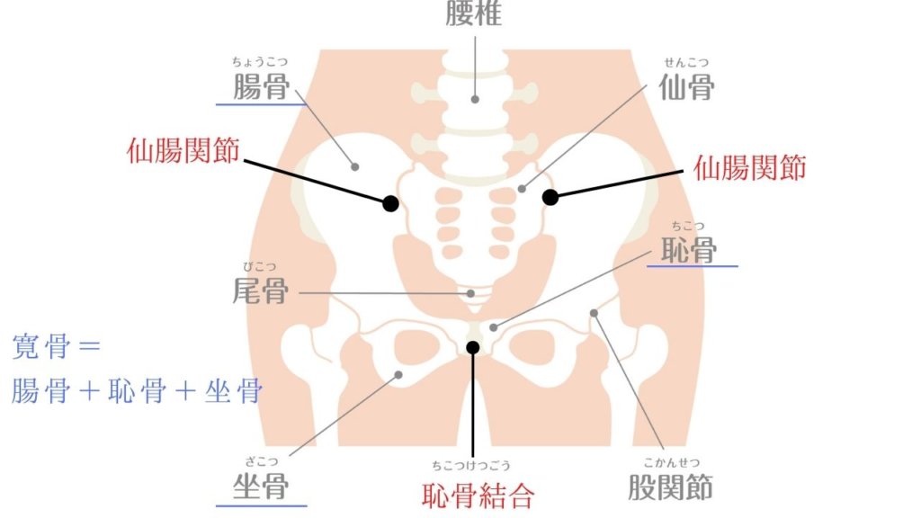 骨盤