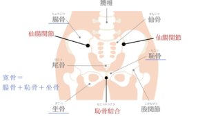 骨盤