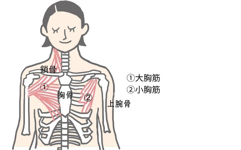 ①大胸筋 ②小胸筋