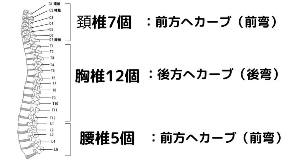 【骨盤前傾】ツラい腰痛！ 反り腰になっていませんか？