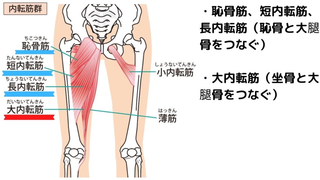 開脚前屈できないのは骨盤のせい？