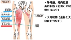 開脚前屈できないのは骨盤のせい？