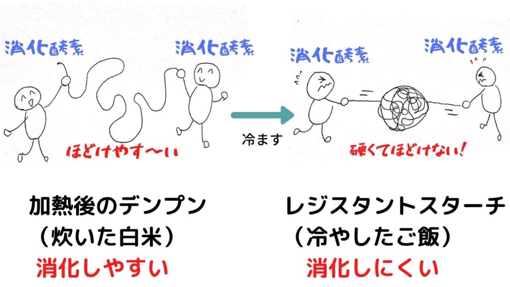 冷やご飯でダイエット！炭水化物を食べてもいいの？レジスタントスターチって何？