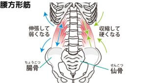 キレイなくびれを作るために骨盤を整えよう！