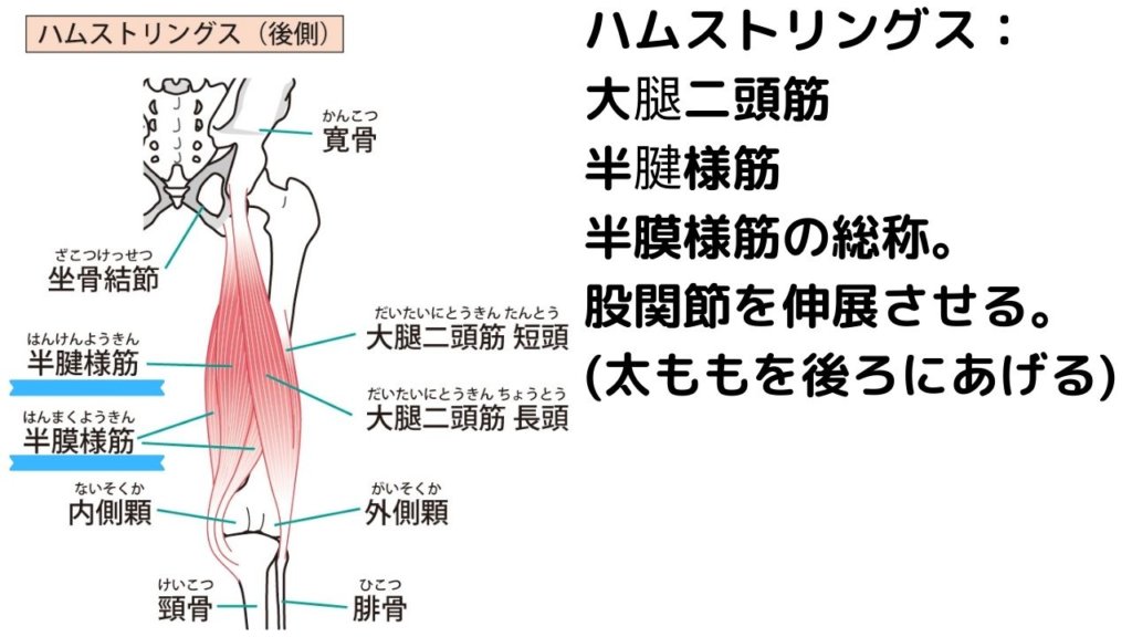 開脚前屈できないのは骨盤のせい？