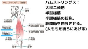 開脚前屈できないのは骨盤のせい？