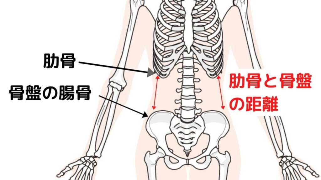 キレイなくびれを作るために骨盤を整えよう！