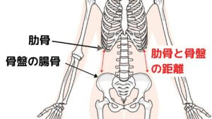 キレイなくびれを作るために骨盤を整えよう！