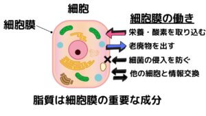 ダイエット中は油を抜いたほうがいい？-3