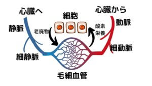 ダイエットのために水を飲むのは何故？-5