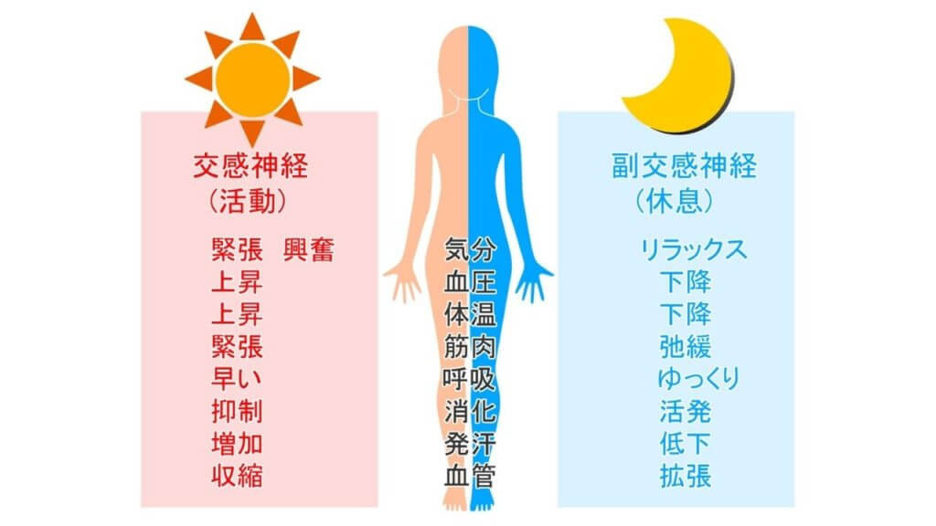 【自律神経】を整えて痩せ体質に！！-4