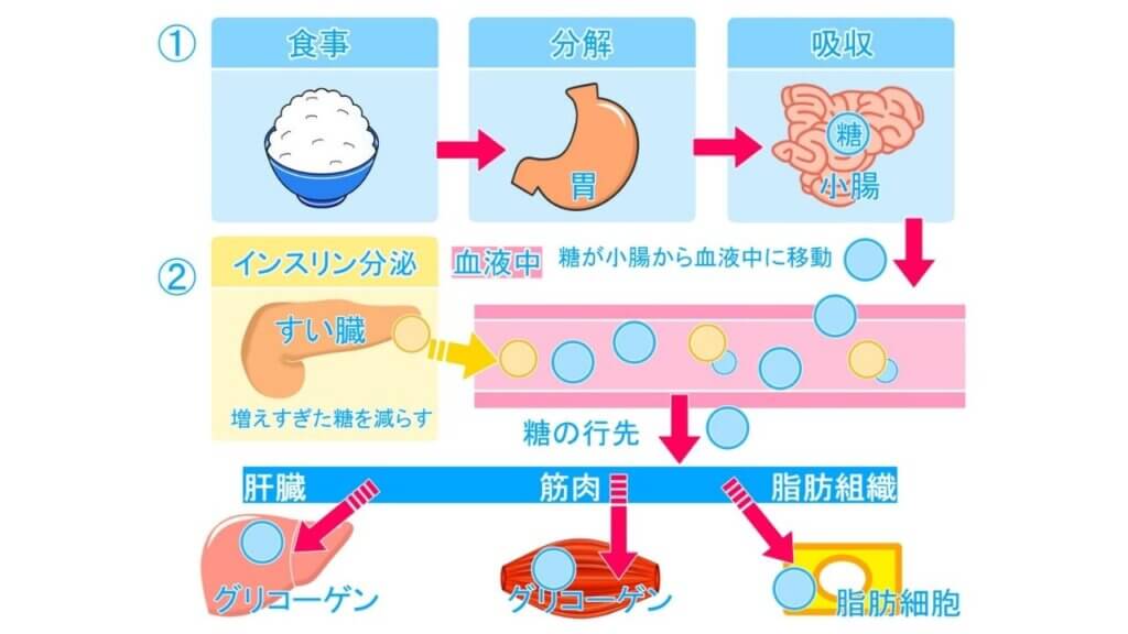 体脂肪が落ちにくいのは何故？-11