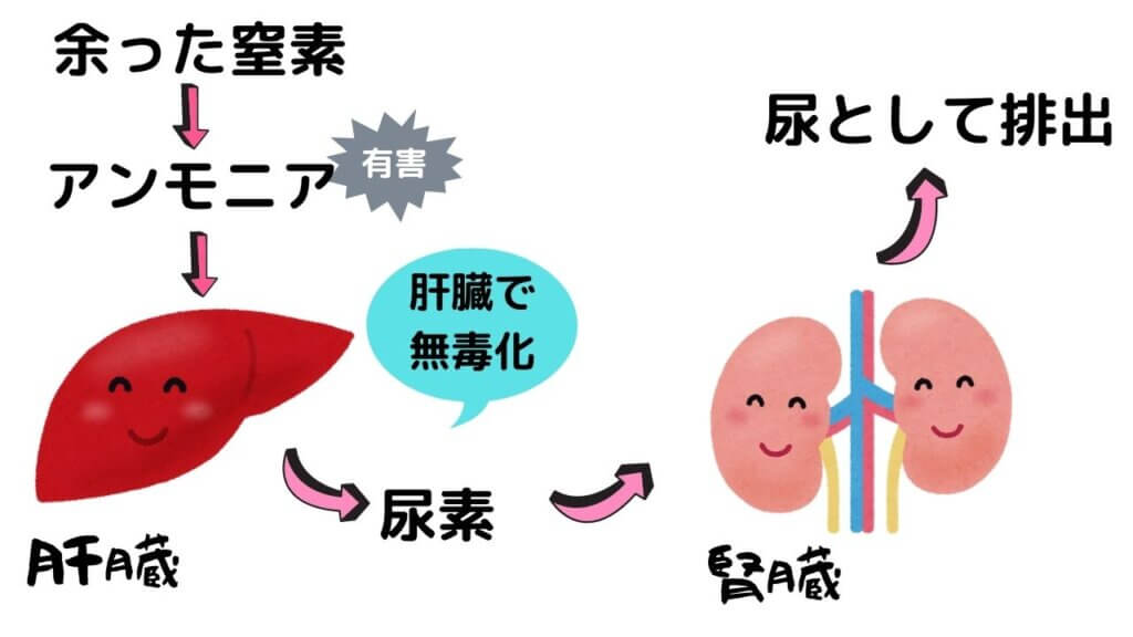 タンパク質は太りにくい？-13