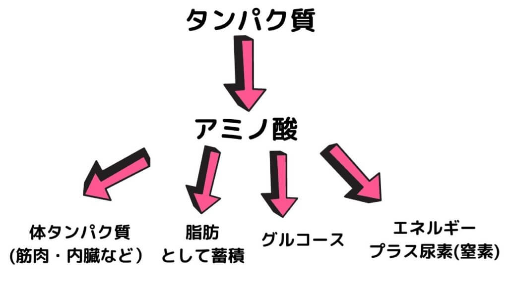 タンパク質は太りにくい？-3