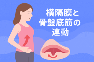 骨盤と呼吸