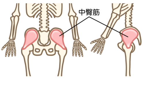 中臀筋