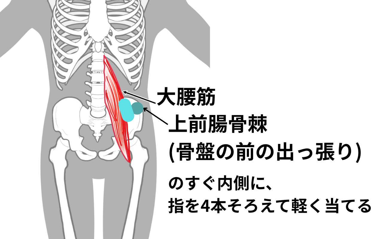 腸腰筋解剖図