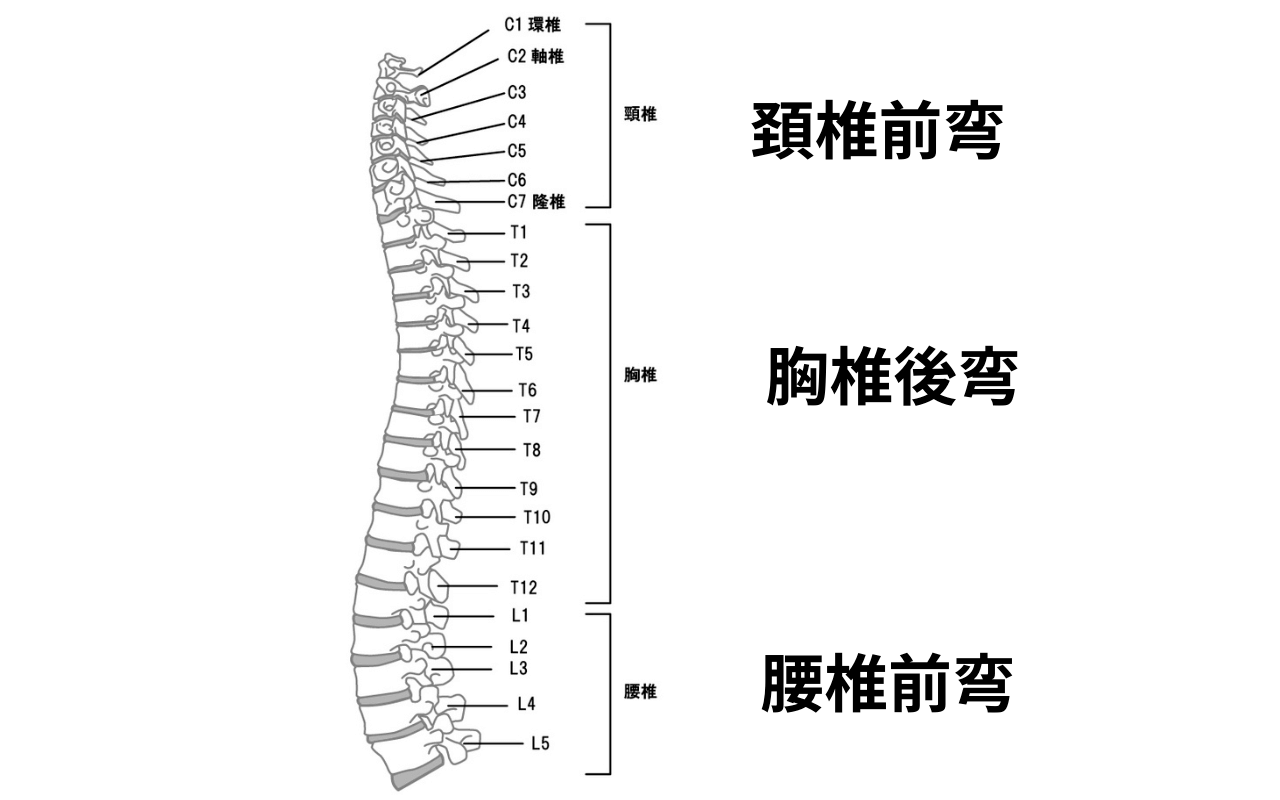 横から見た背骨のS字カーブ