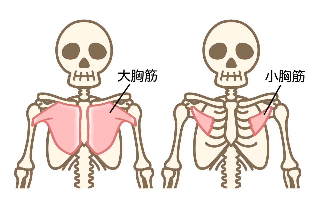 大胸筋の場所と仕組み