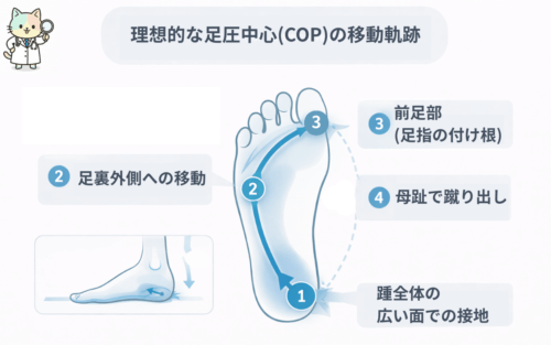 理想的な足圧中心の移動パターン：踵全体→足外側→前足部→母趾